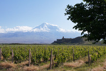 field of grape vines with snow covered mountain peak in the distance: Mt Ararat 