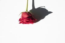 red rose and shadow 