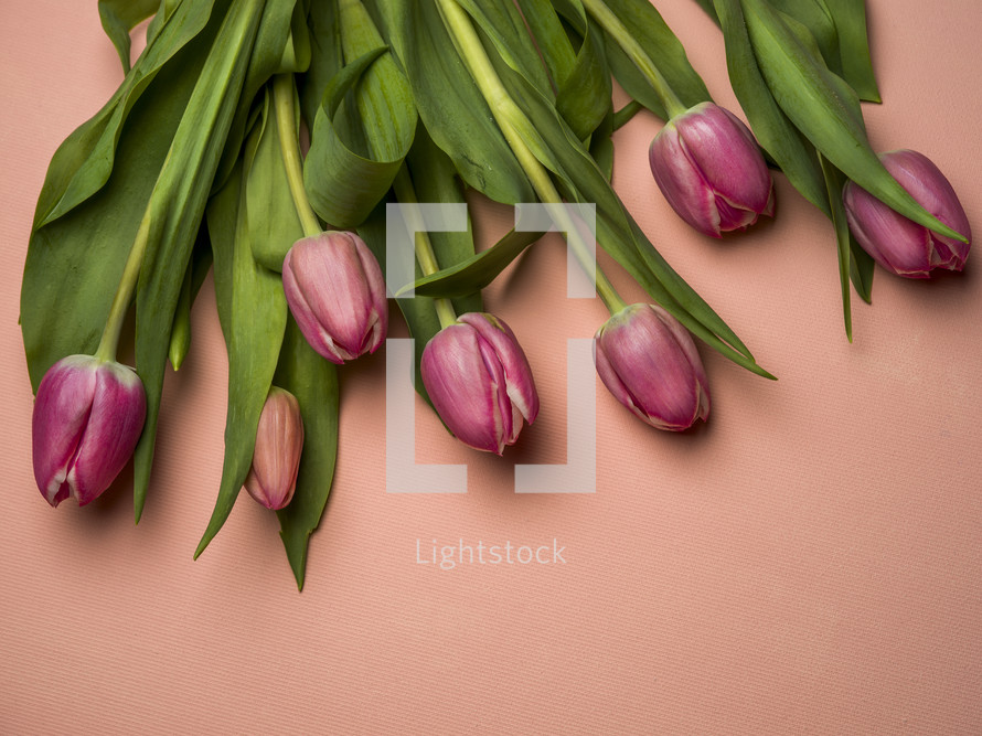 pink tulips on a pink background 