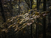 Orange fall leaves on tree in woods