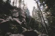 trees on rock cliffs in a forest 