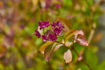 Small purple flowers on a plant