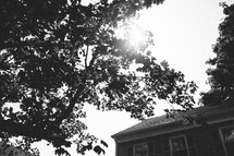 sunlight on a tree and a house roof 