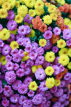 colorful fall mums 