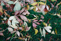 brown fall leaves in green grass 