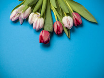 pink and red tulips on a blue background 