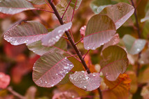 Fall leaves with water droplets