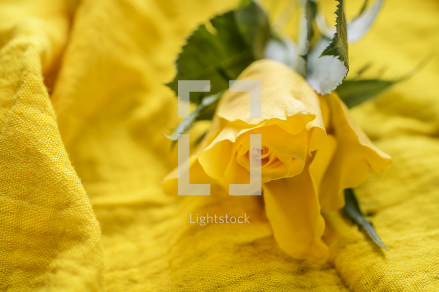yellow rose on yellow fabric 