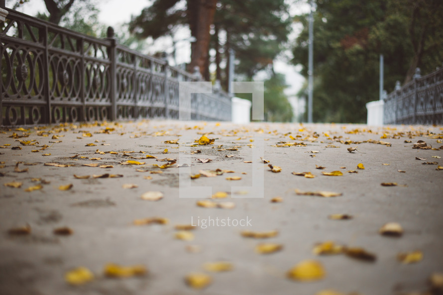 Yellow autumn leaves, Green and yellow leaves, Autumn maple leaves, autumn landscape