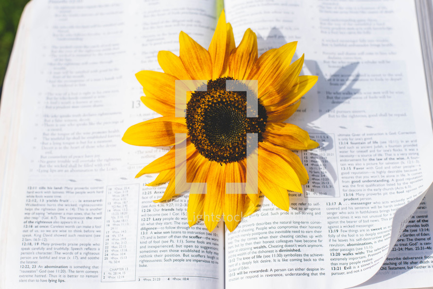 sunflower on the pages of a Bible 
