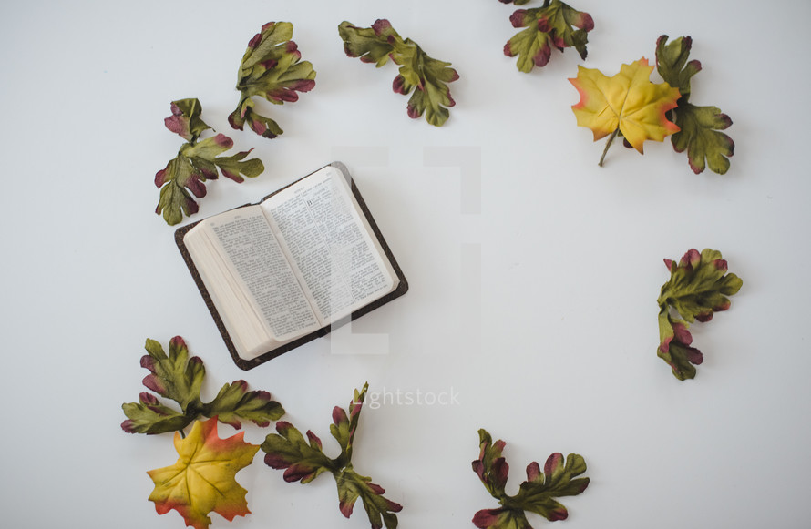 Bible and fig leaves 