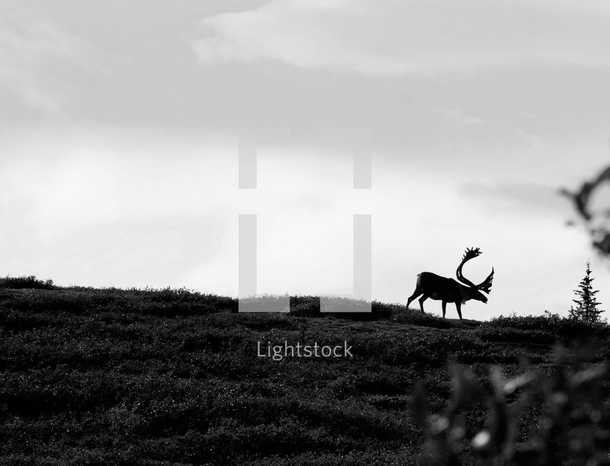 Silhouette of a caribou on a hillside.