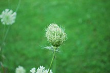 budding Queen Anne's lace 