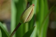 closed tulip 