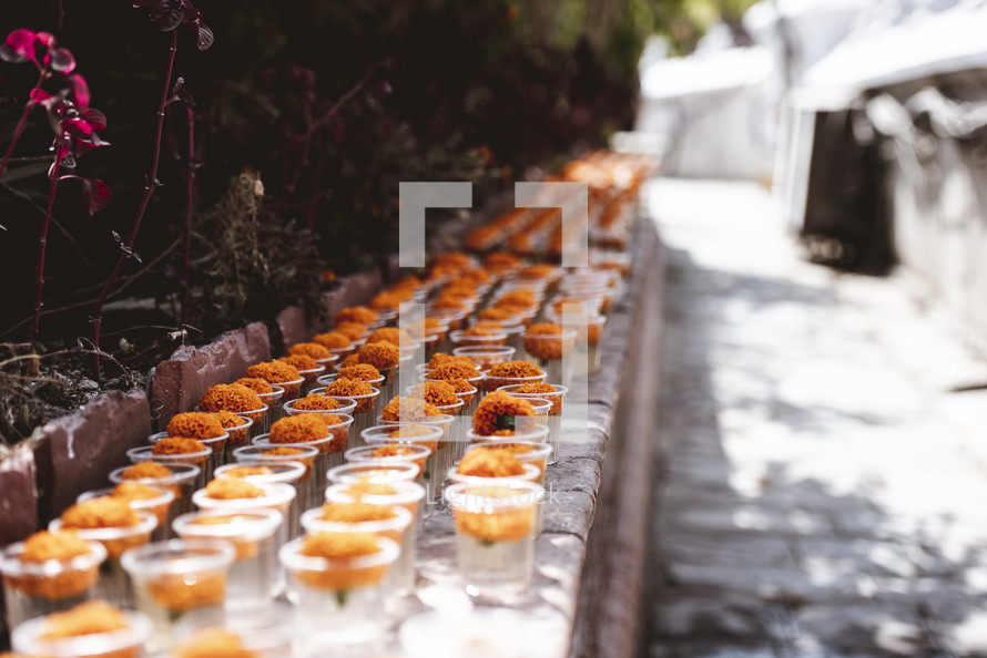 orange marigolds in cups in Tibet