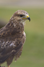 A brown eagle 