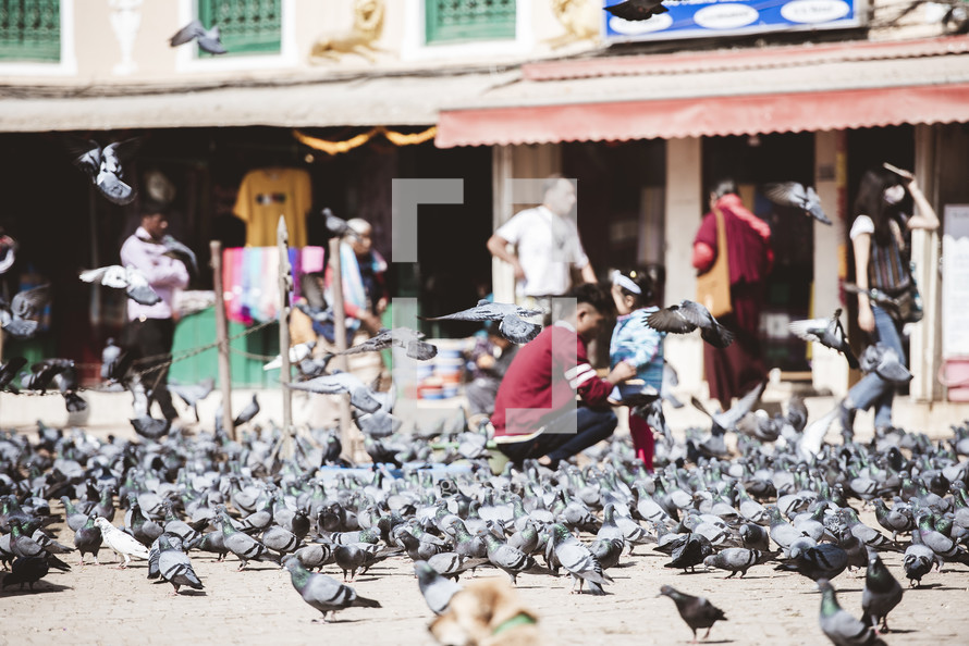 feeding pigeons in Tibet