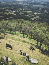 cows grazing on a hill 