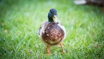 male mallard duck 
