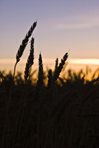 Wheat close up silhouette at sunset.  