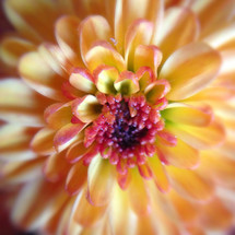 flowers closeup 
