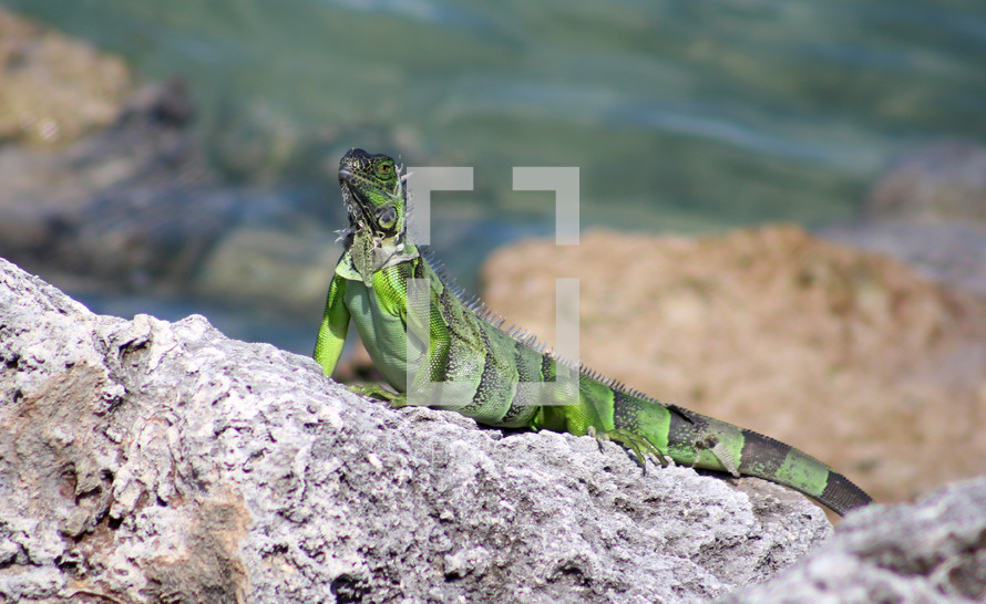 iguana 