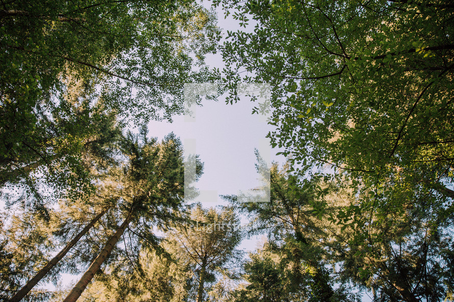 Looking up through the Forest