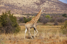 Giraffe. Africa Savannah Bush Animal 