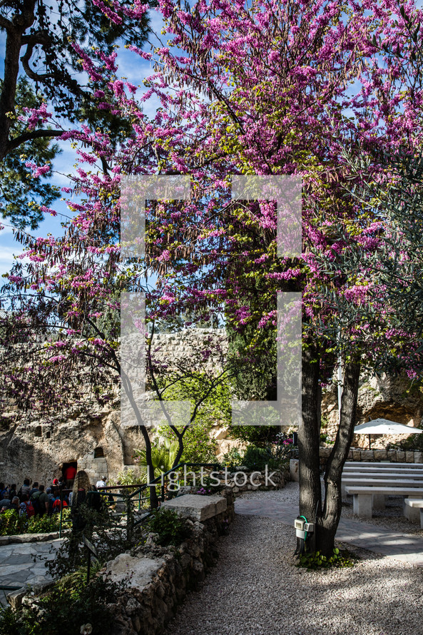 fuchsia flowers on a tree at an outdoor worship area in Jerusalem 