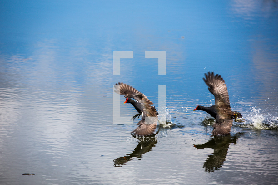 geese landing on water 
