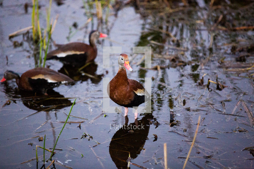 ducks on a pond 