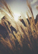 sunlight shining on tassels of tall grasses in a meadow 