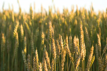 Wheat field ready for harvest