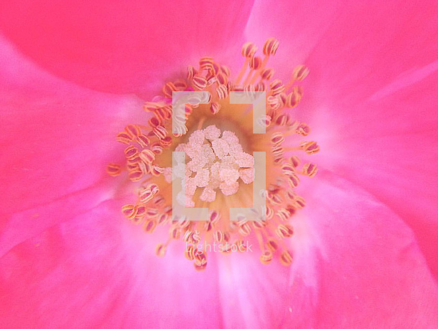 closeup of a fuchsia flower 