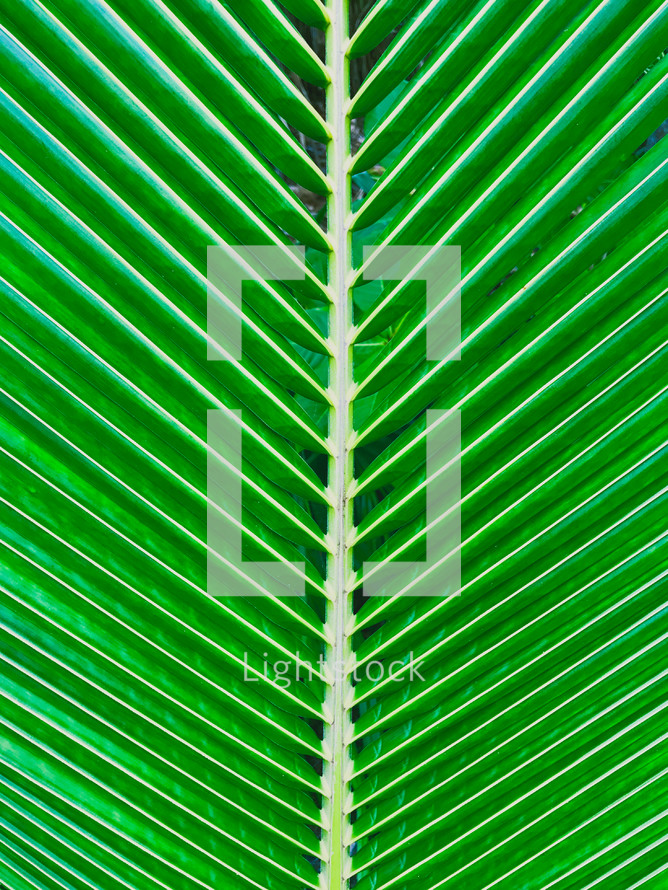 palm frond close-up 