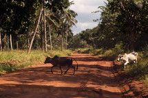cattle crossing a dirt road 