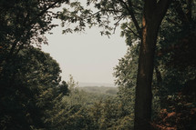 a long view of hills through green trees