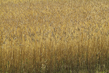 Wheat field at harvest time
