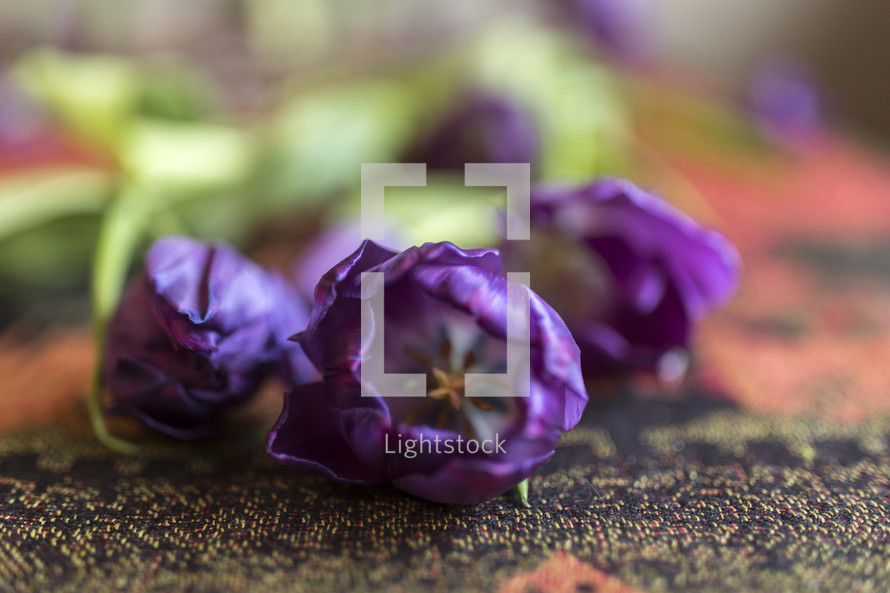 focus inside a purple tulip laying on table