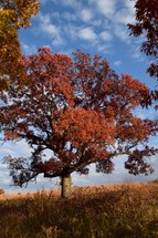 A large tree with rich red-orange leaves stands prominently against a backdrop of a clear blue sky as Sunlight casts shadows on the ground.