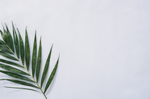 palm fronds, Palm Sunday, negative space, background 