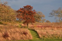 A vibrant autumn landscape features a lone tree with striking red leaves surrounded by tall grasses and more trees in the background. A narrow green path winds through the field