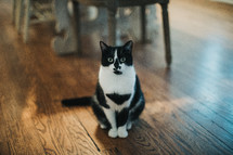 black and white spotted cat 