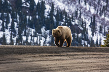 grizzly bear in Alaska 