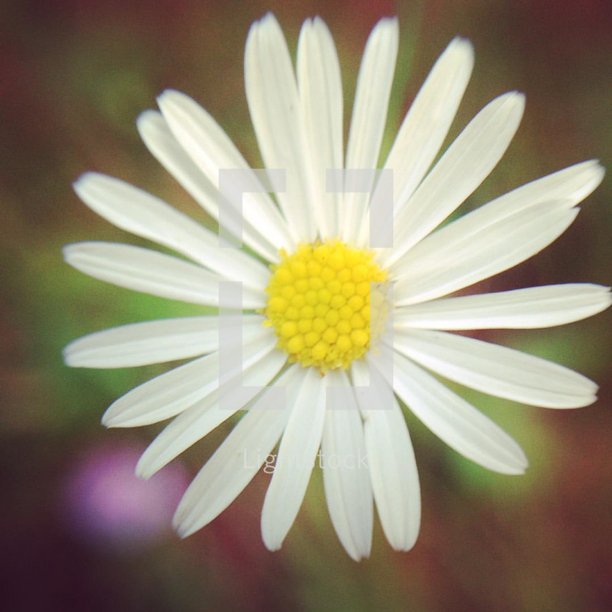 daisy flower 