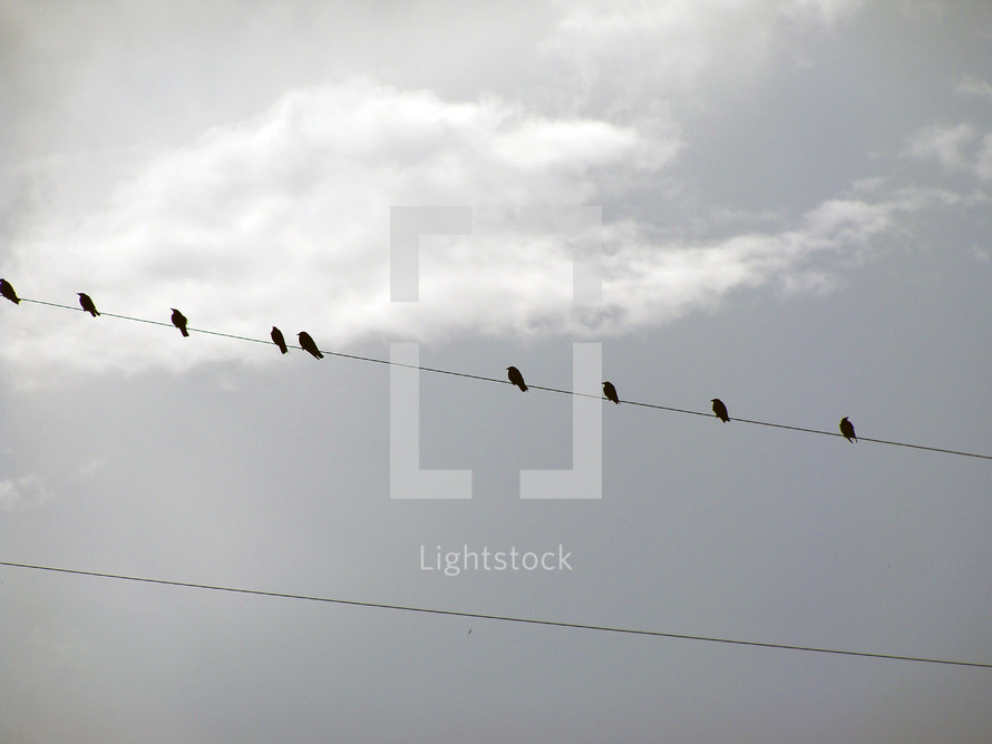 A group of birds on a telephone line resting between flight. I call this picture Birds on a wire for obvious reasons but it is always fun to see birds hanging out together on telephone lines grouped together like a bunch of music notes on a sheet of music. 