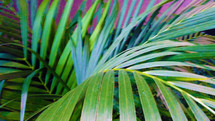 Green Palm Fronds reflecting light and sun in a tropical setting. 