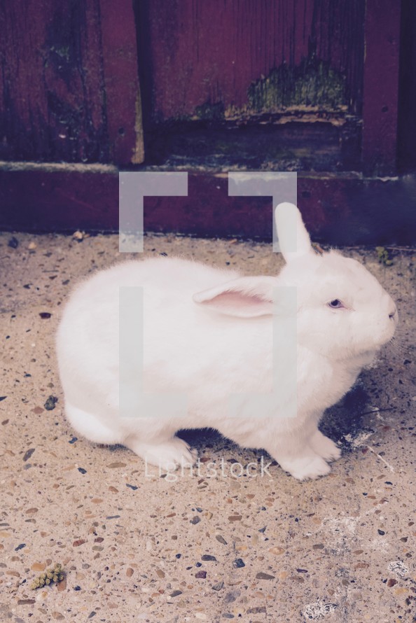 a white rabbit in front of a red barn 
