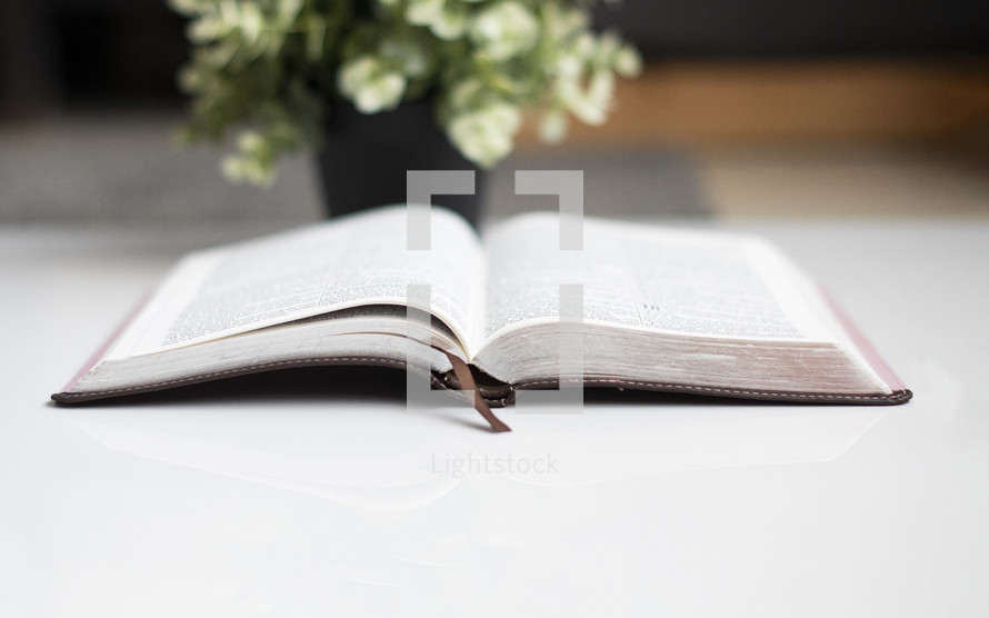opened Bible and house plant 