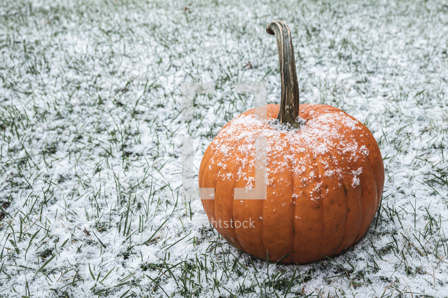 snow and a pumpkin 
